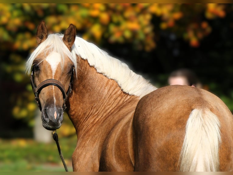 German Riding Pony Stallion 2 years 14,3 hh Palomino in Rehburg-Loccum Münchehagen German Riding Pony Stallion 2 years 14,3 hh Palomino in Rehburg-Loccum Münchehagen