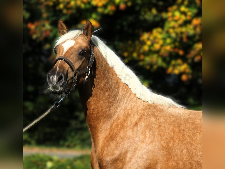 German Riding Pony Stallion 2 years 14,3 hh Palomino in Rehburg-Loccum Münchehagen German Riding Pony Stallion 2 years 14,3 hh Palomino in Rehburg-Loccum Münchehagen