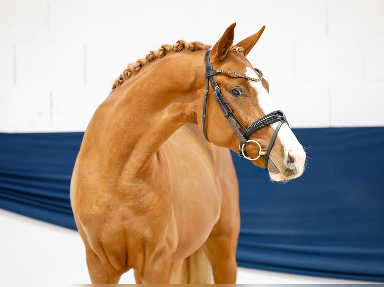 German Riding Pony Stallion 2 years 15,2 hh Chestnut-Red in Marsberg