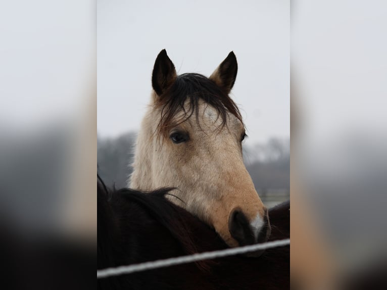 German Riding Pony Stallion 2 years 15,2 hh Dun in Ladbergen