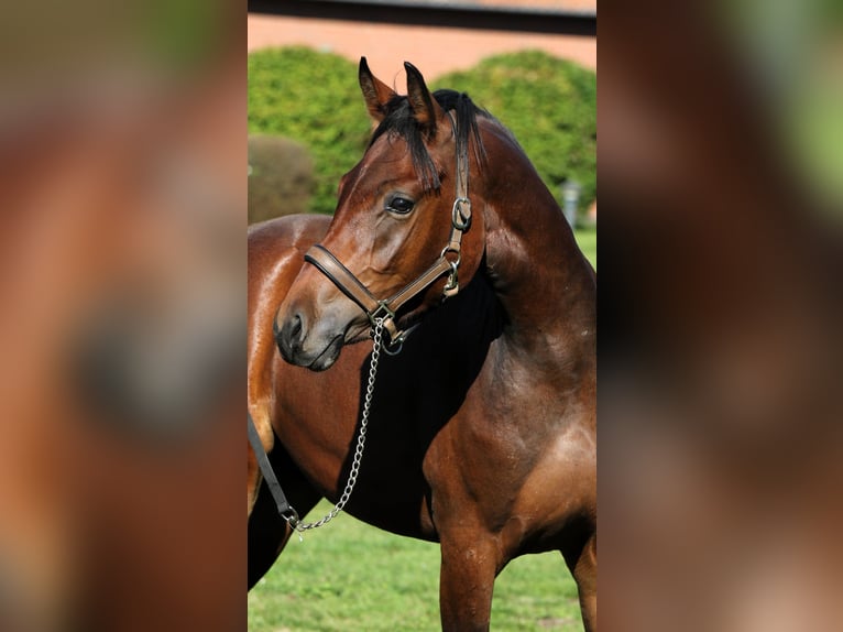 German Riding Pony Stallion 2 years 15 hh Brown in Rehburg-Loccum M&#xFC;nchehagen