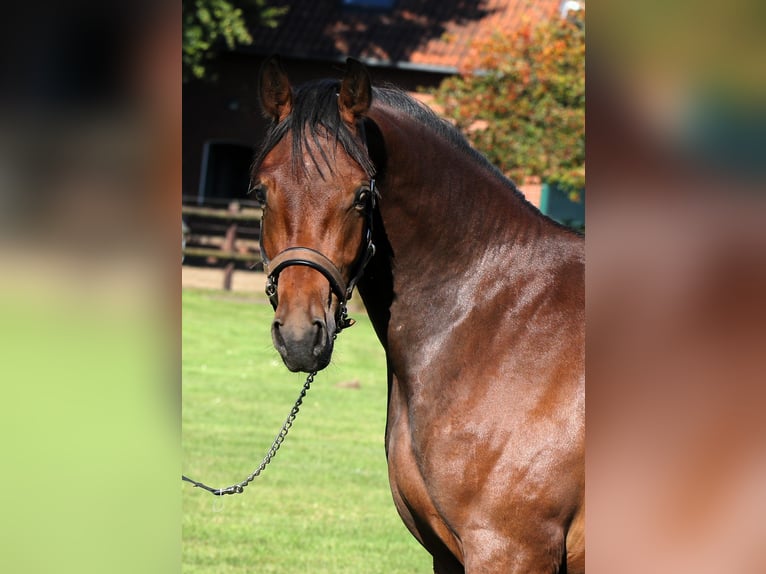 German Riding Pony Stallion 2 years 15 hh Brown in Rehburg-Loccum M&#xFC;nchehagen