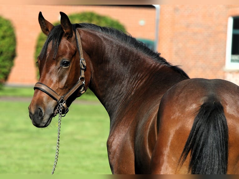 German Riding Pony Stallion 2 years 15 hh Brown in Rehburg-Loccum M&#xFC;nchehagen