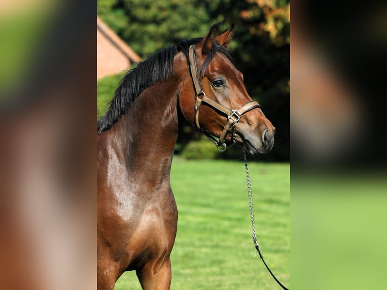 German Riding Pony Stallion 2 years 15 hh Brown in Rehburg-Loccum M&#xFC;nchehagen