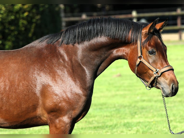 German Riding Pony Stallion 2 years 15 hh Brown in Rehburg-Loccum M&#xFC;nchehagen