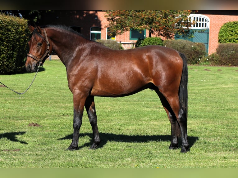 German Riding Pony Stallion 2 years 15 hh Brown in Rehburg-Loccum M&#xFC;nchehagen