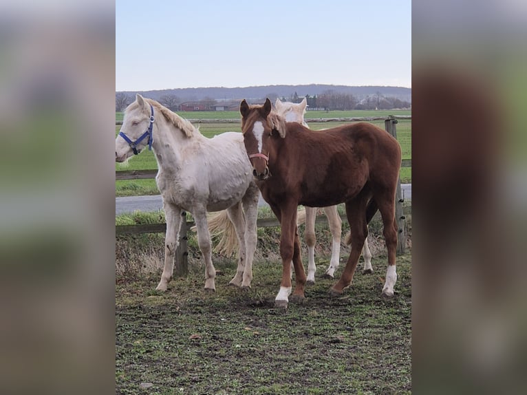 German Riding Pony Stallion 2 years 15,1 hh Chestnut in Vienenburg