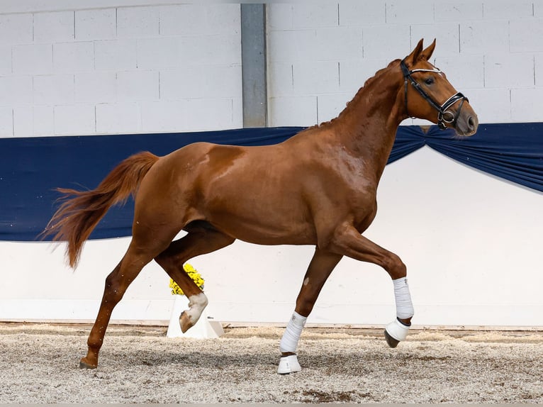 German Riding Pony Stallion 2 years 15,2 hh Chestnut-Red in Marsberg