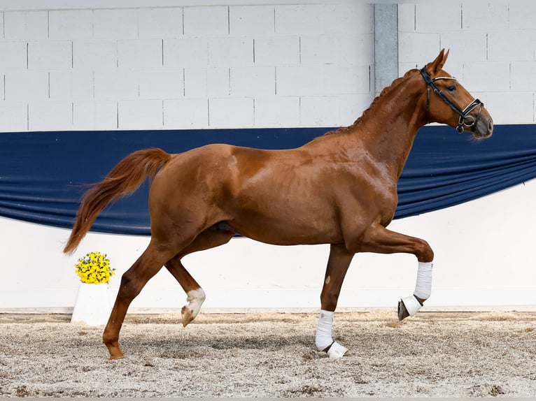 German Riding Pony Stallion 2 years 15,2 hh Chestnut-Red in Marsberg