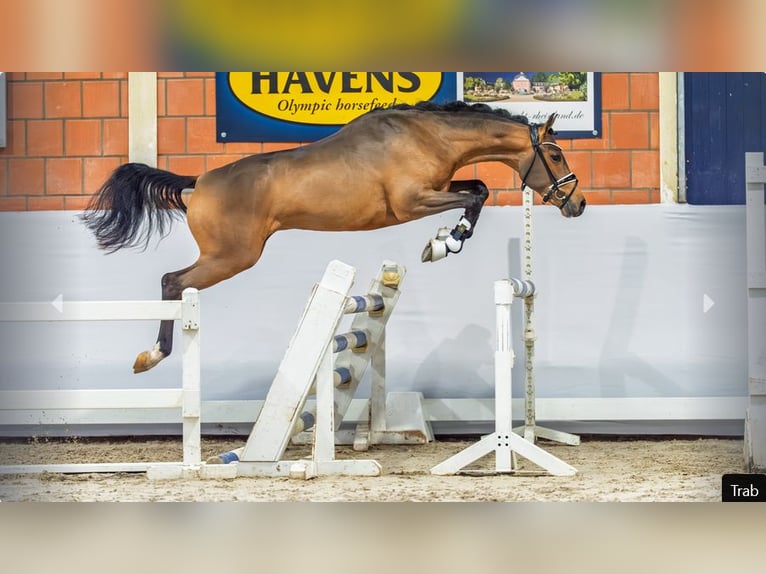 German Riding Pony Stallion 2 years Brown in Mönchengladbach