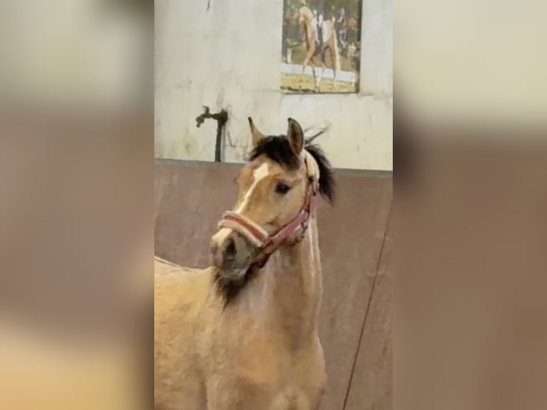 German Riding Pony Stallion 2 years Buckskin in Achim