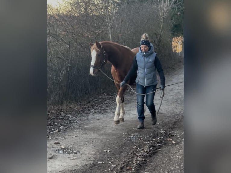 German Riding Pony Stallion 2 years Chestnut-Red in Thüngen