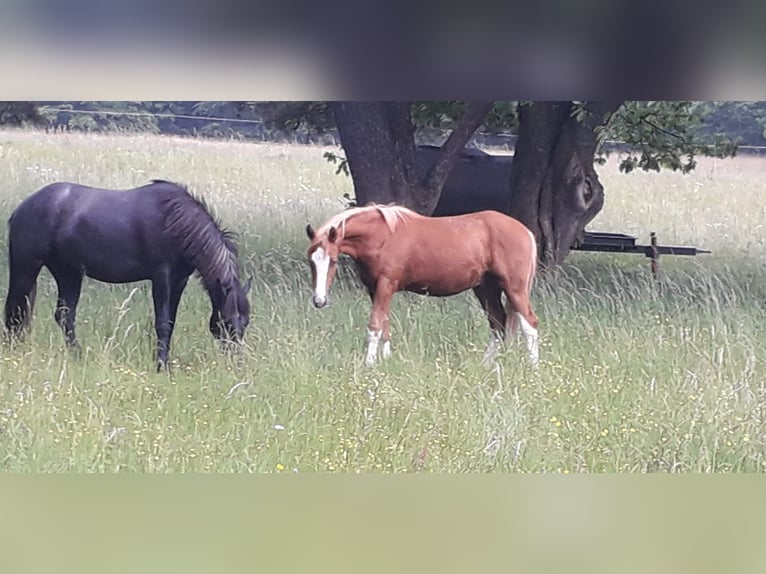 German Riding Pony Stallion 2 years Chestnut-Red in Thüngen