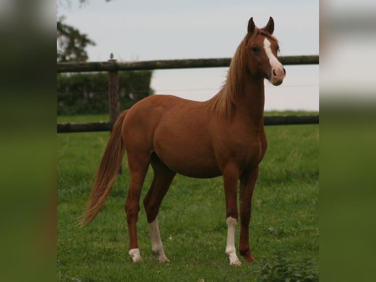 German Riding Pony Stallion 2 years Chestnut-Red in Erwitte