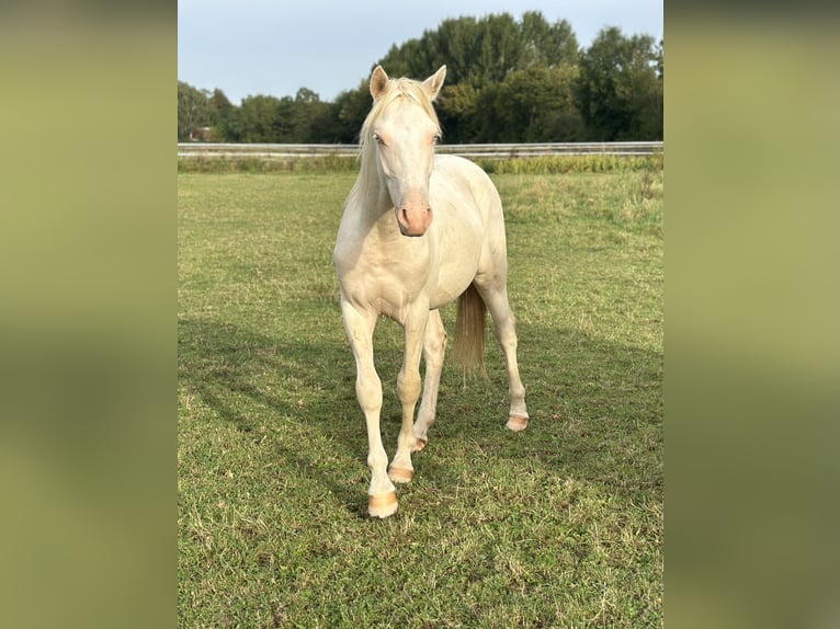 German Riding Pony Stallion 2 years Cremello in Vettweiß