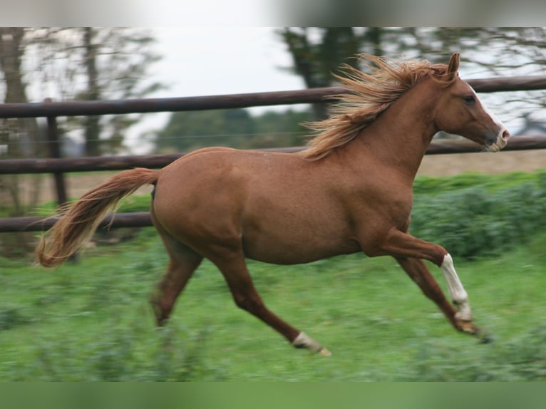 German Riding Pony Stallion 2 years in Erwitte