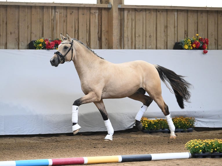 German Riding Pony Stallion 2 years Dun in Gomadingen