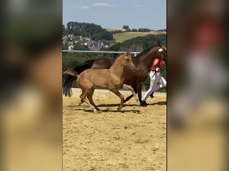 German Riding Pony Stallion 2 years Dun in Lindlar