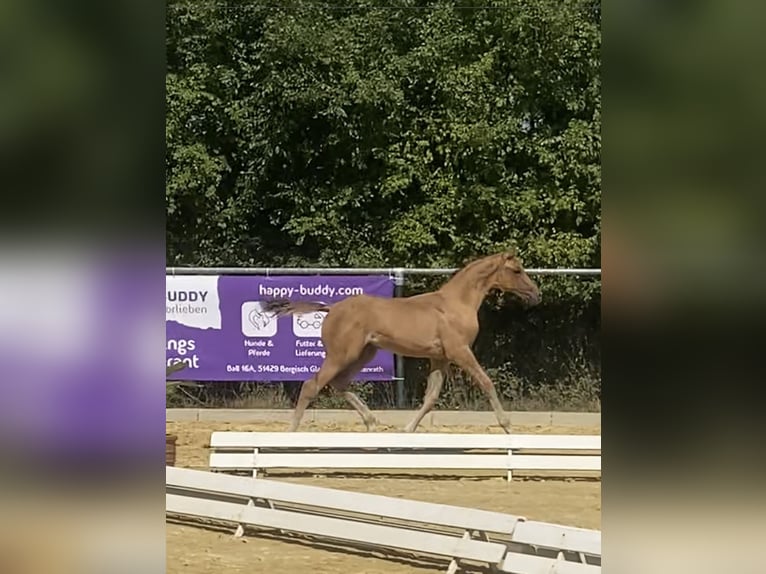 German Riding Pony Stallion 2 years Dun in Lindlar