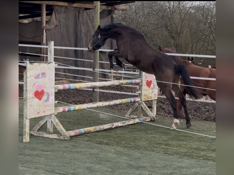 German Riding Pony Mix Stallion 2 years Dun in Bad Oeynhausen