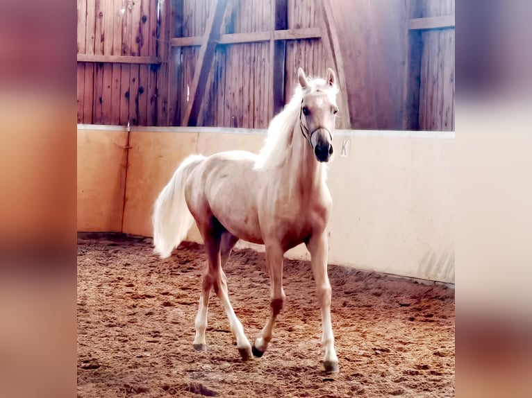 German Riding Pony Stallion 2 years Palomino in Frankenberg (Eder)