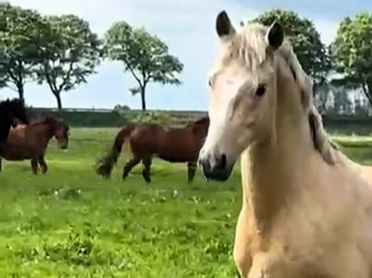German Riding Pony Stallion 2 years Palomino in Friesack