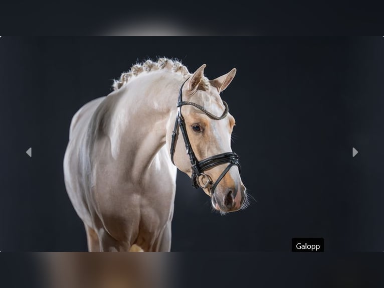 German Riding Pony Stallion 2 years Palomino in Mönchengladbach