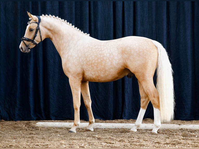 German Riding Pony Stallion 2 years Palomino in Pölzig