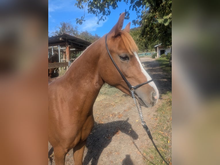 German Riding Pony Mix Stallion 3 years 13.2 hh Chestnut-Red in Kirchworbis