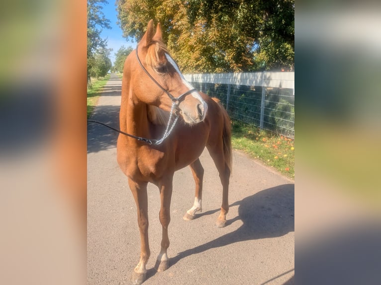 German Riding Pony Mix Stallion 3 years 13.2 hh Chestnut-Red in Kirchworbis