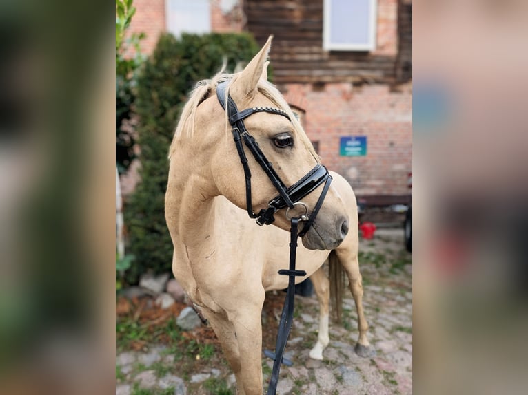 German Riding Pony Stallion 3 years 13.2 hh Palomino in Bartow