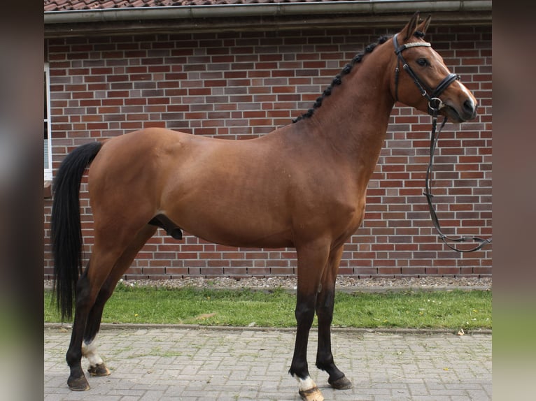 German Riding Pony Stallion 3 years 13,3 hh Brown in Engelbrechtsche Wildnis