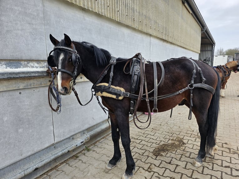 German Riding Pony Stallion 3 years 13.3 hh Brown in Einhausen