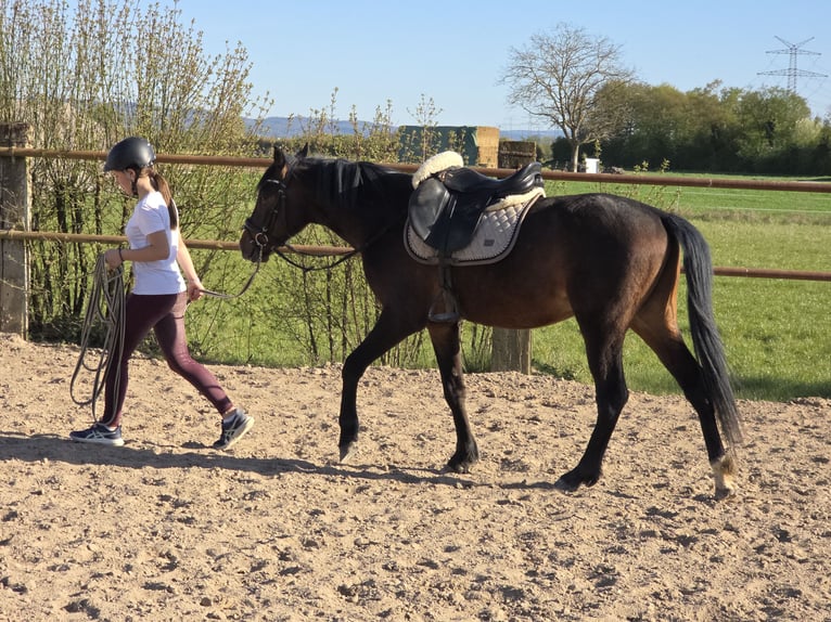 German Riding Pony Stallion 3 years 13.3 hh Brown in Einhausen