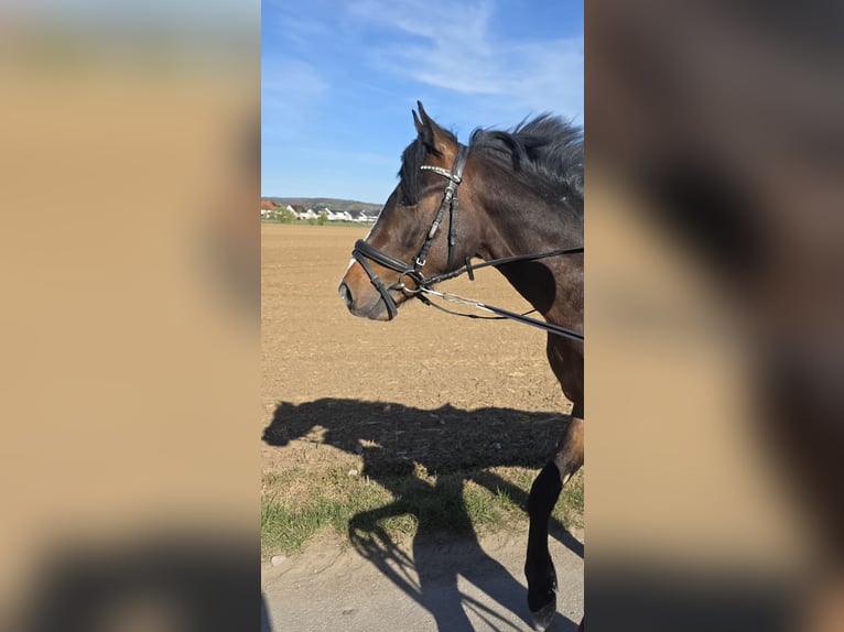 German Riding Pony Stallion 3 years 13.3 hh Brown in Einhausen