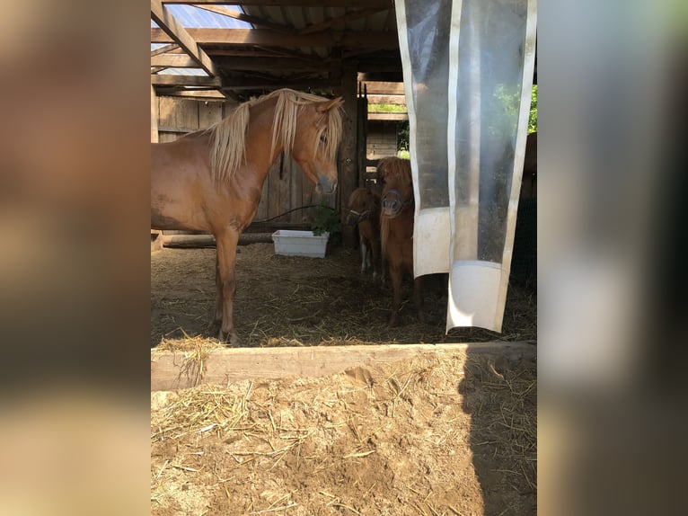 German Riding Pony Stallion 3 years 13 hh Chestnut-Red in Damp