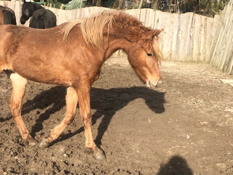 German Riding Pony Stallion 3 years 13 hh Chestnut-Red in Damp