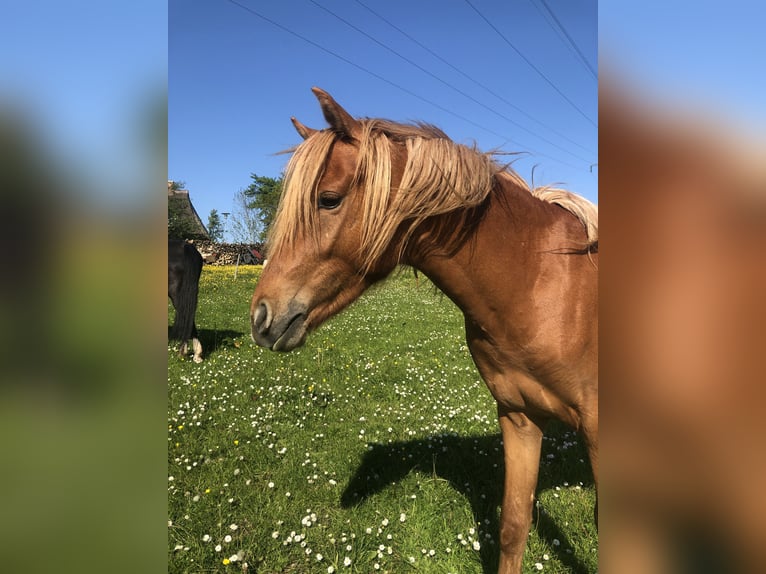German Riding Pony Stallion 3 years 13 hh Chestnut-Red in Damp