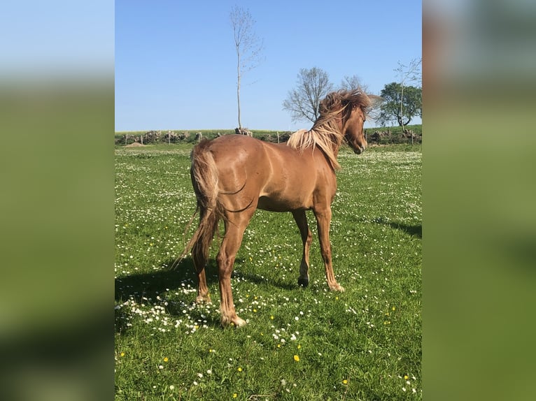 German Riding Pony Stallion 3 years 13 hh Chestnut-Red in Damp
