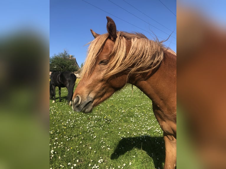 German Riding Pony Stallion 3 years 13 hh Chestnut-Red in Damp