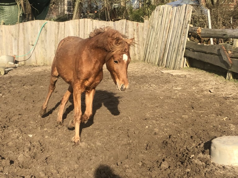 German Riding Pony Stallion 3 years 13 hh Chestnut-Red in Damp