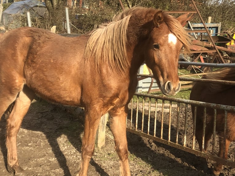 German Riding Pony Stallion 3 years 13 hh Chestnut-Red in Damp