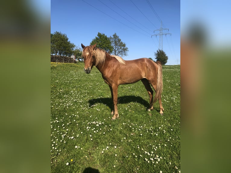 German Riding Pony Stallion 3 years 13 hh Chestnut-Red in Damp
