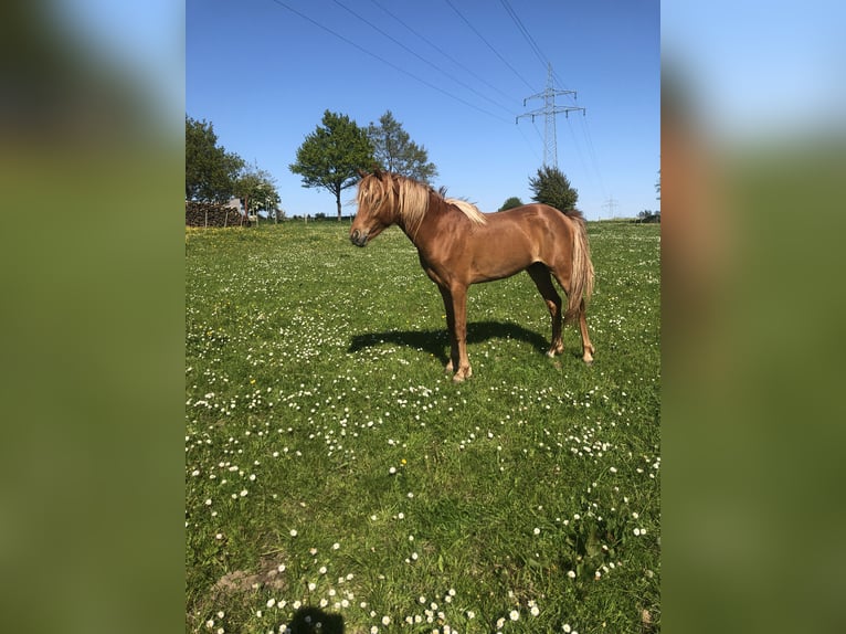 German Riding Pony Stallion 3 years 13 hh Chestnut-Red in Damp