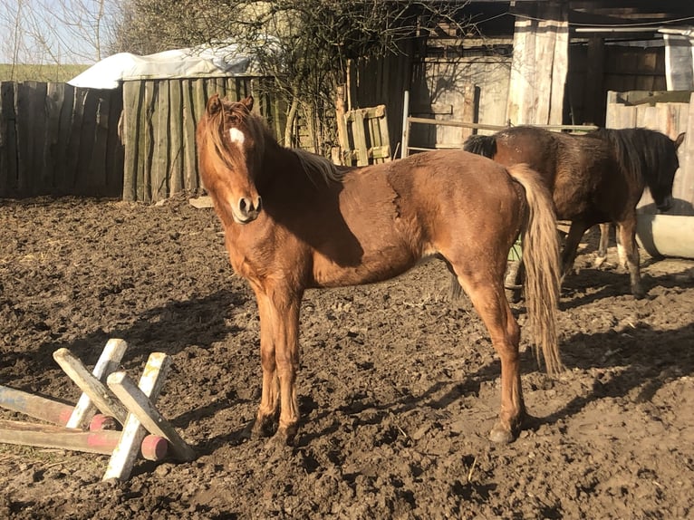 German Riding Pony Stallion 3 years 13 hh Chestnut-Red in Damp