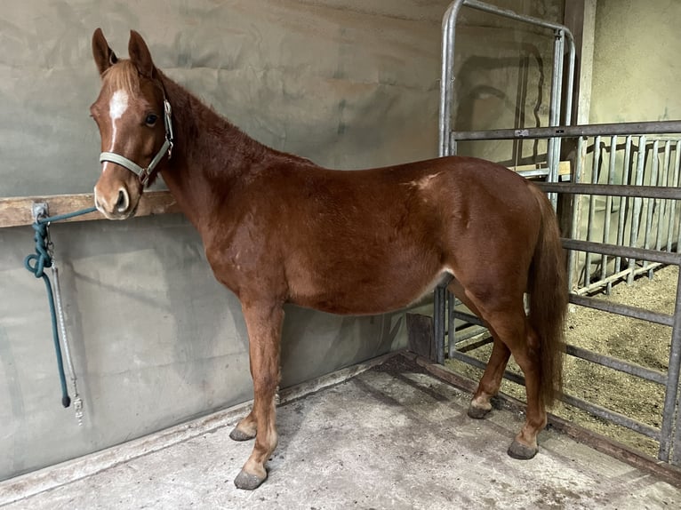 German Riding Pony Stallion 3 years 13,1 hh Chestnut-Red in Wunstorf