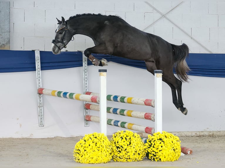 German Riding Pony Stallion 3 years 13,1 hh Grey in Marsberg