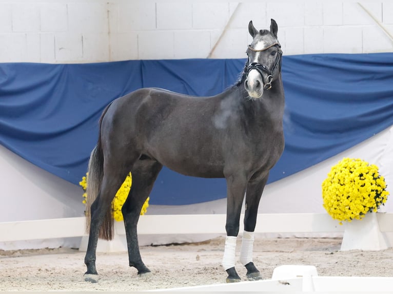 German Riding Pony Stallion 3 years 13,1 hh Grey in Marsberg