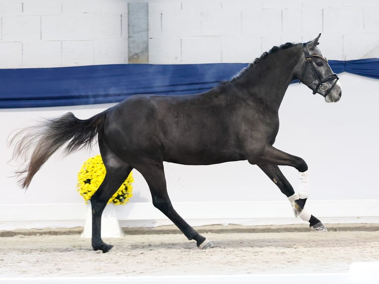 German Riding Pony Stallion 3 years 13,1 hh Grey in Marsberg