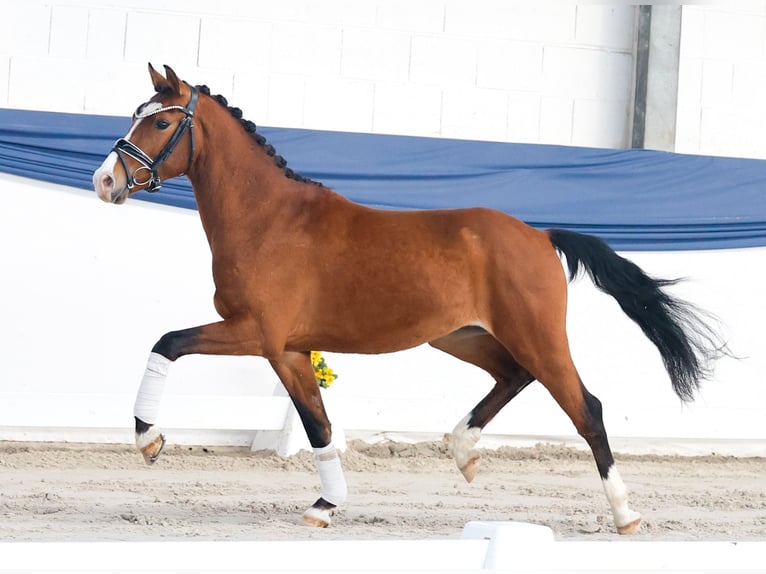 German Riding Pony Stallion 3 years 13,2 hh Brown in Marsberg